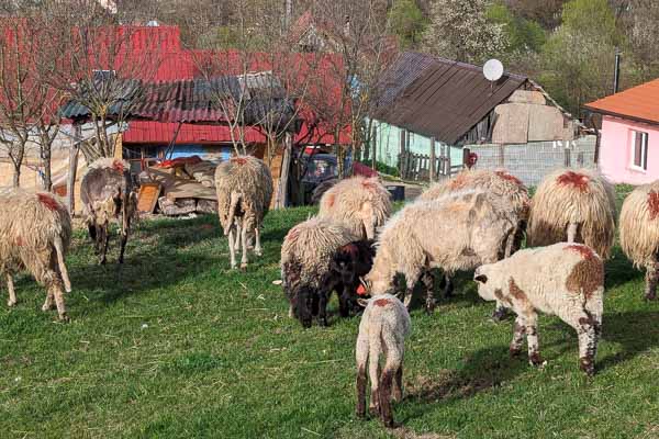 Sheep Grazing in a Field